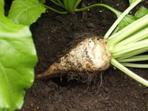 Zuckerrüben als Alternative zu Zucker